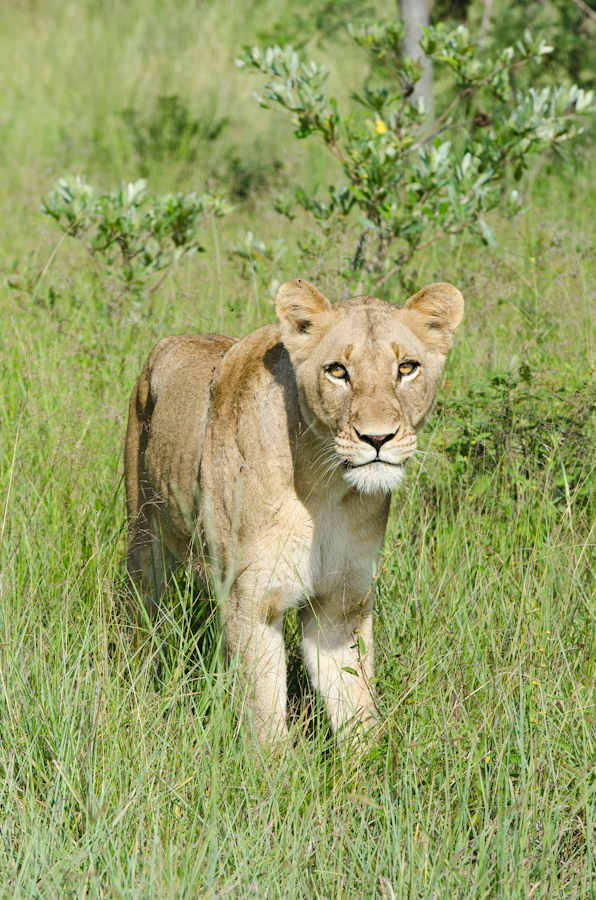 Southern Pride Kill 2 Southern Pride Kill 2
