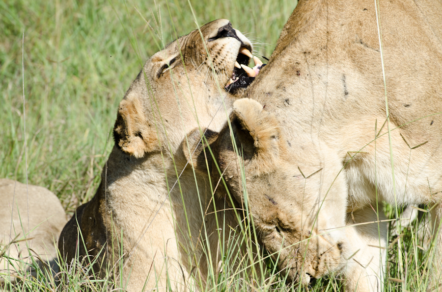Southern Pride Kill 3 Southern Pride Kill 3