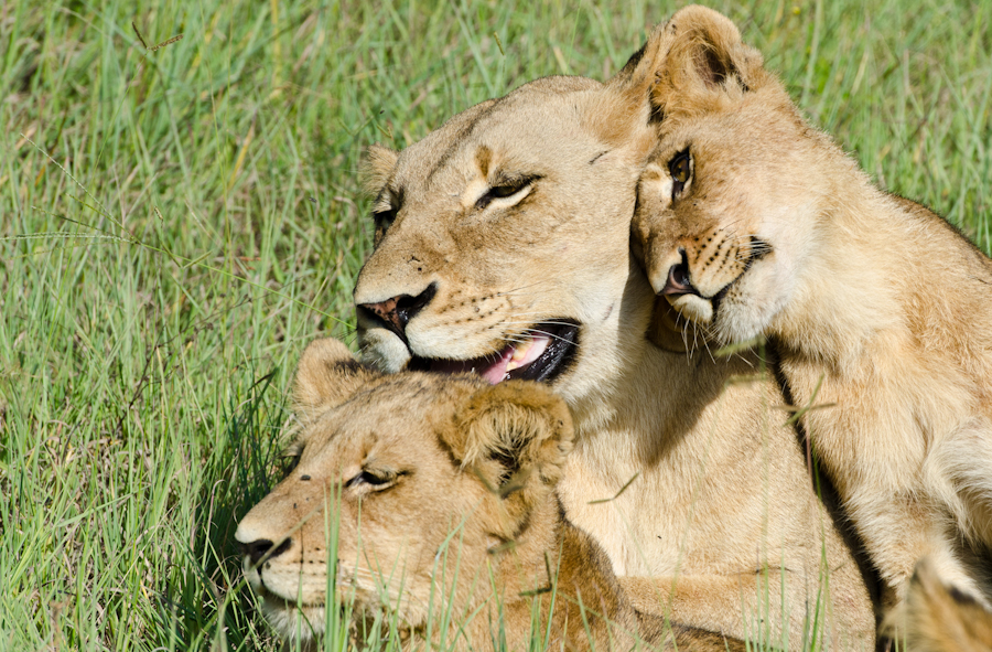 Southern Pride Kill 4 Southern Pride Kill 4