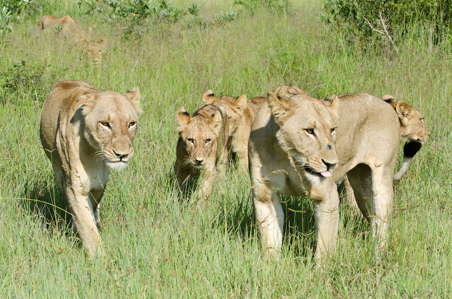 Southern Pride Kill Southern Pride Kill