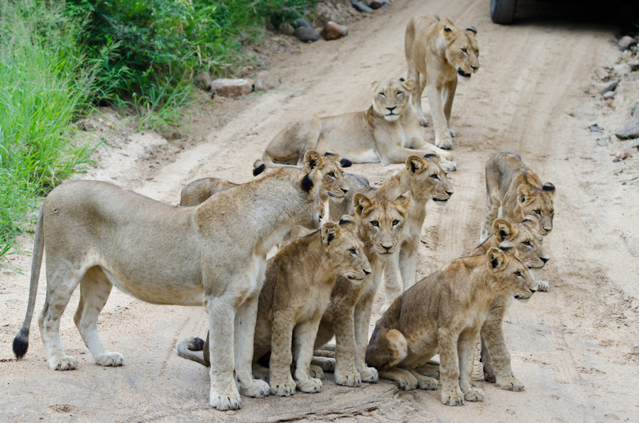 Southern Pride Running 4