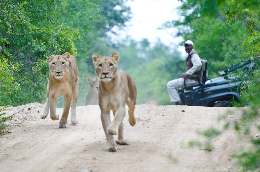 Southern Pride Running Southern Pride Running