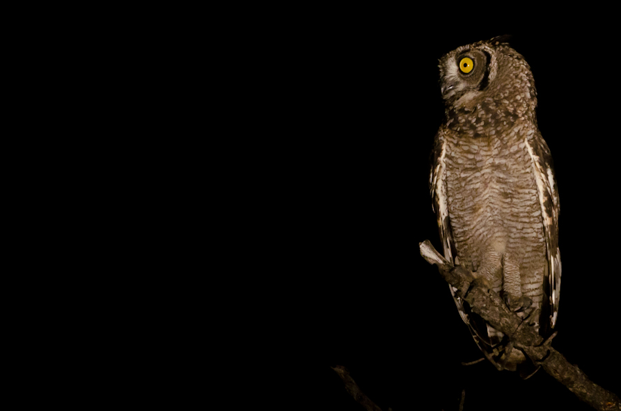 Spotted Eagle Owl 2
