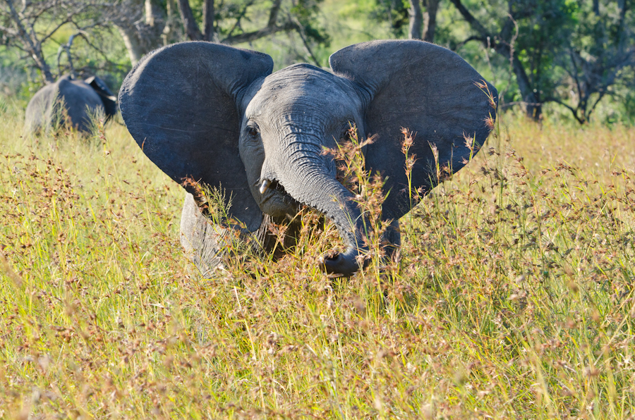 Young Elephant Charge Young Elephant Charge