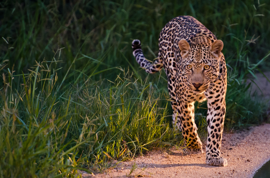 Young Male Leopard 3 Young Male Leopard 3