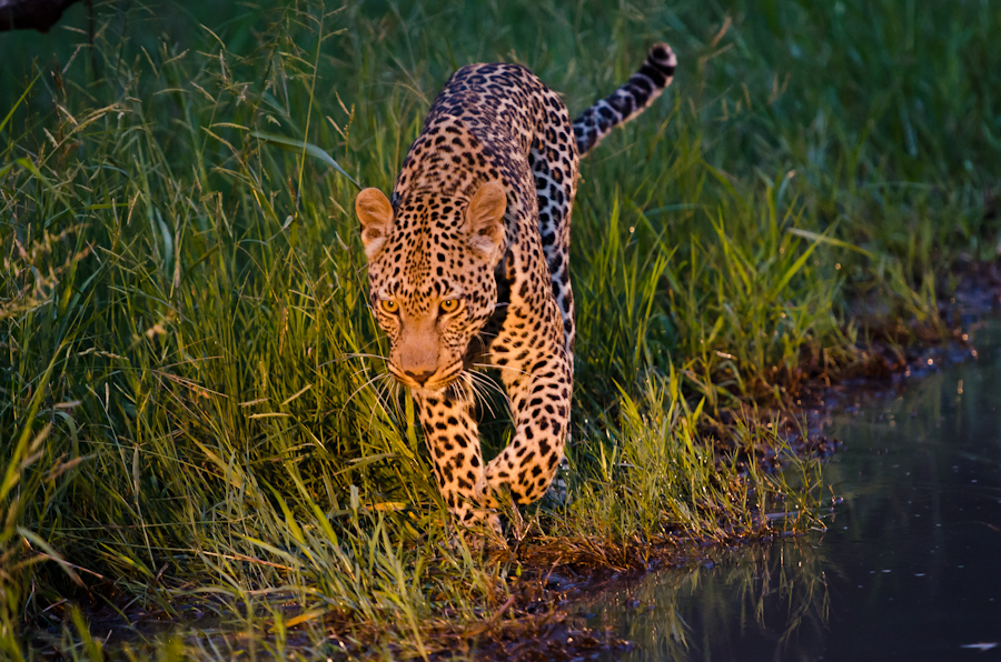 Young Male Leopard Young Male Leopard