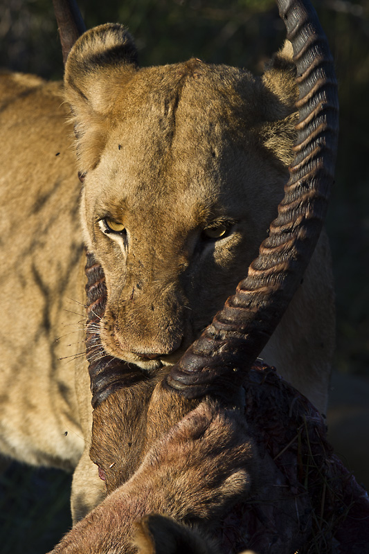 Blog 60 Lion Waterbuck Kill Blog 60 Lion Waterbuck Kill