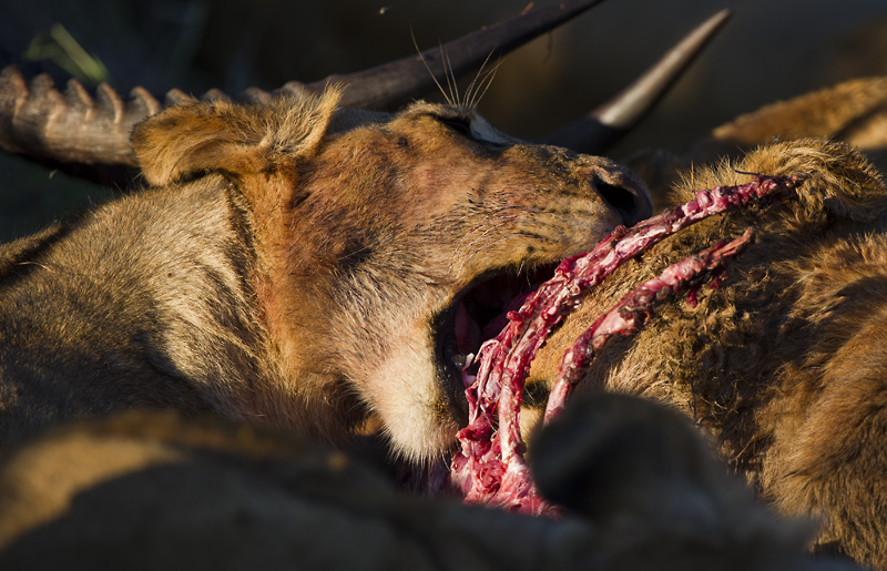 Blog 60 Lion Waterbuck Kill3 Blog 60 Lion Waterbuck Kill3