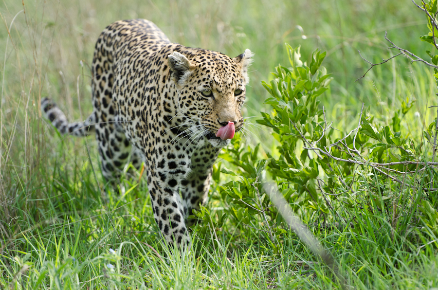Female Leopard Female Leopard
