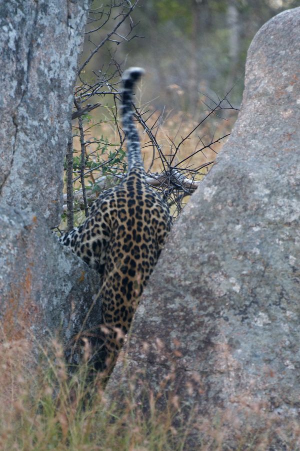 Leopard Fetching Cub Leopard Fetching Cub