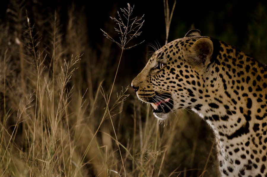 Leopard Fight 4 Leopard Fight 4