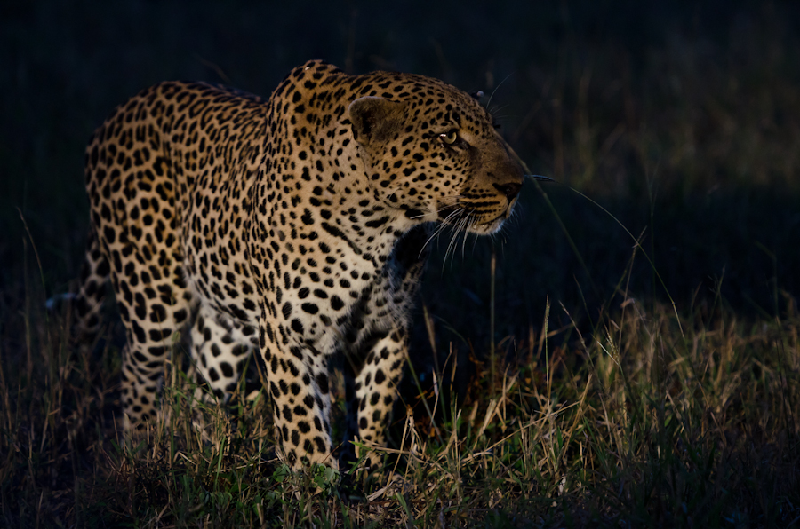 Leopard Fight Leopard Fight