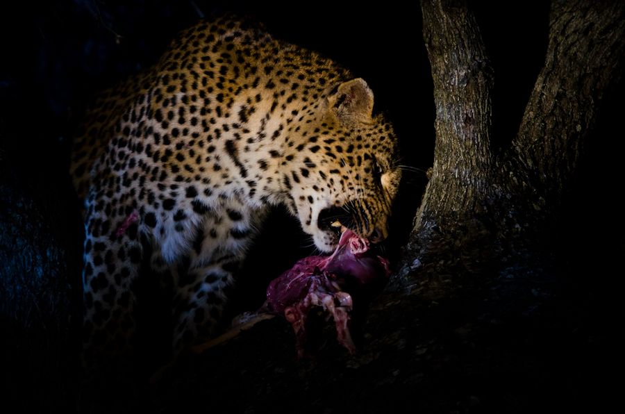 Leopard Kill 2 Leopard Kill 2