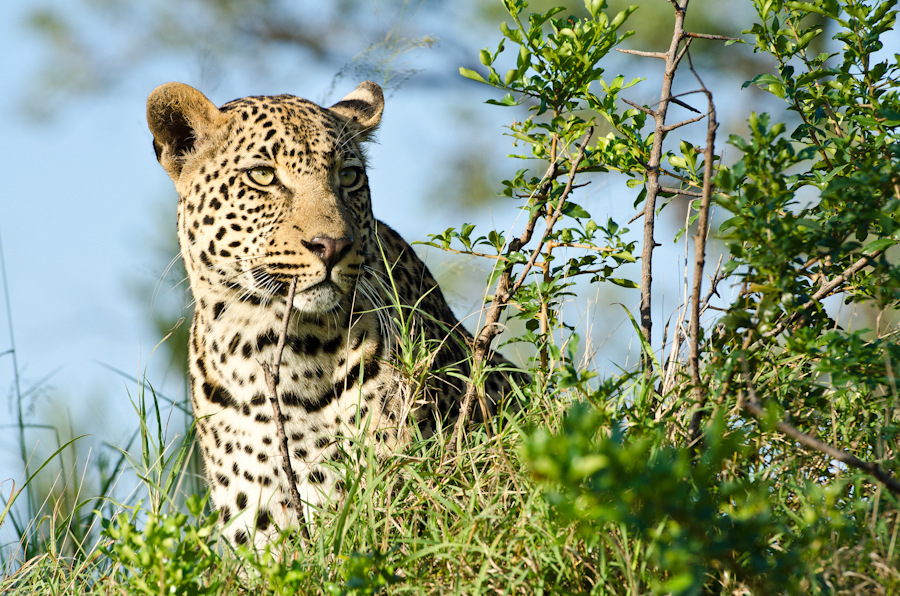 Leopard On Termite Mound Leopard On Termite Mound