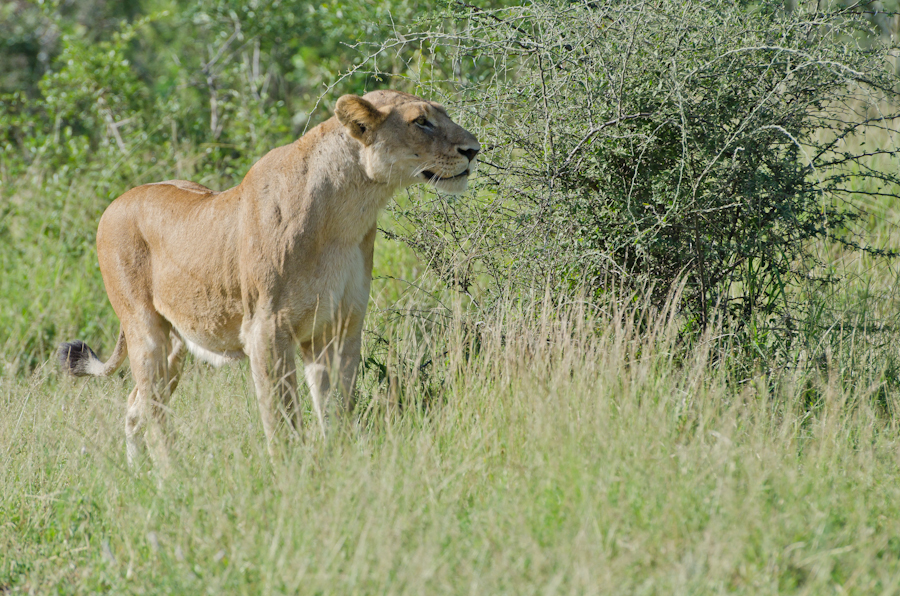 Lioness Looking Lioness Looking