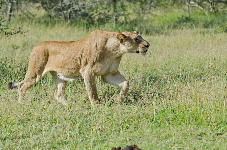 Lioness Stalking