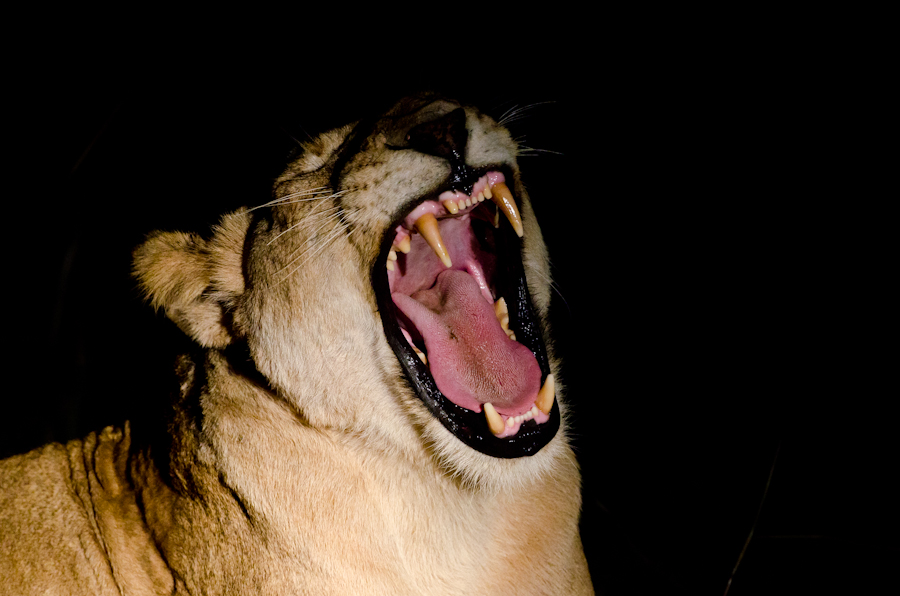are lions nocturnal animals are lions nocturnal animals