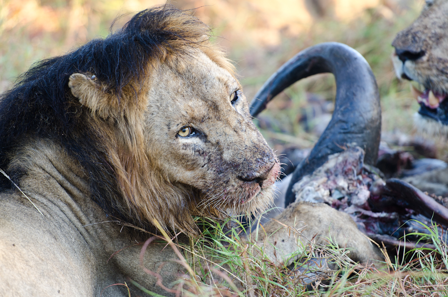 Southern Pride On Buff Kill 2 Southern Pride On Buff Kill 2