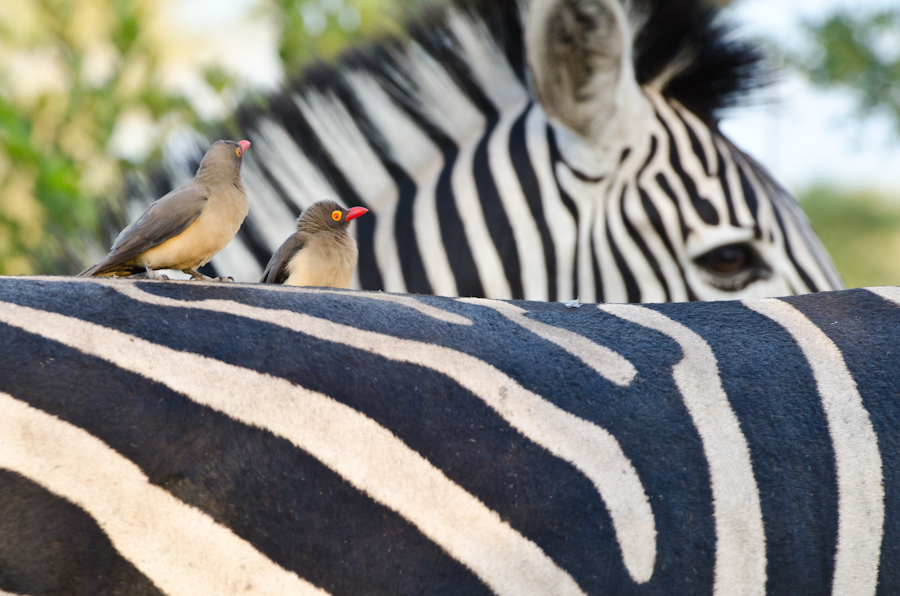 Zebra Zebra