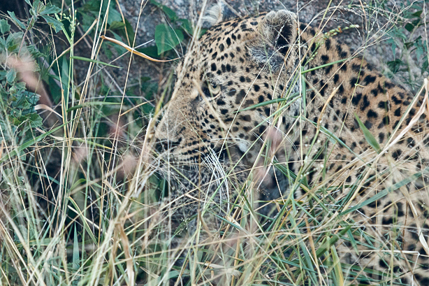 Leopard Carrying Cub Leopard Carrying Cub