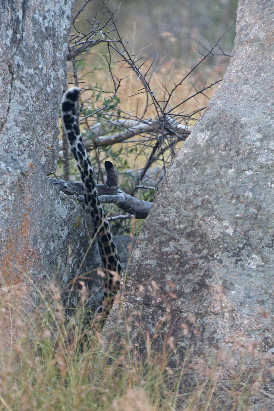 Leopard Fetching Cub2 Leopard Fetching Cub2