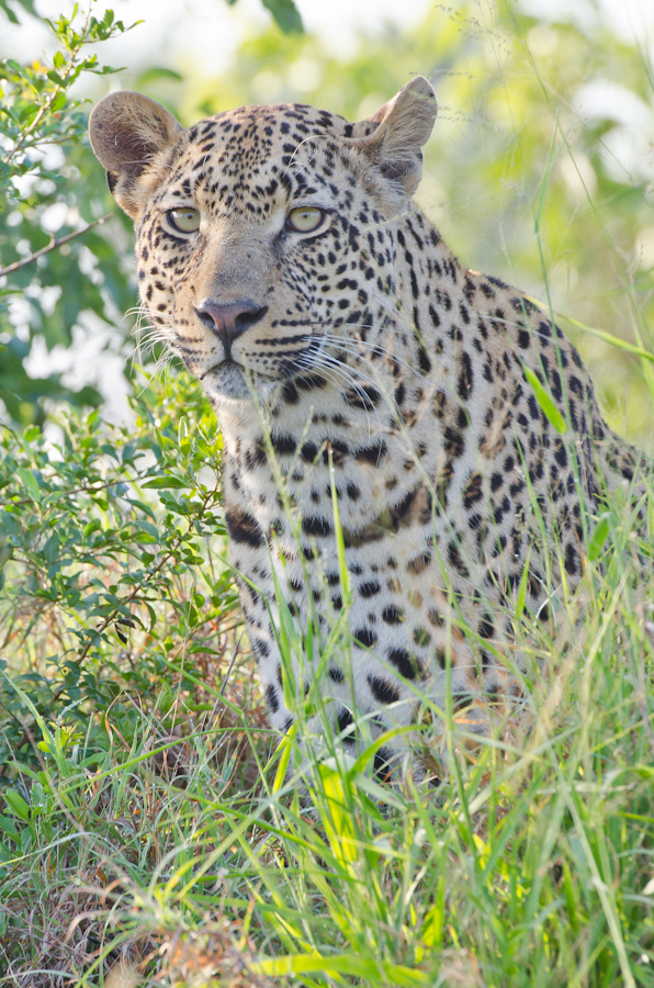 Young Male Leopard Young Male Leopard