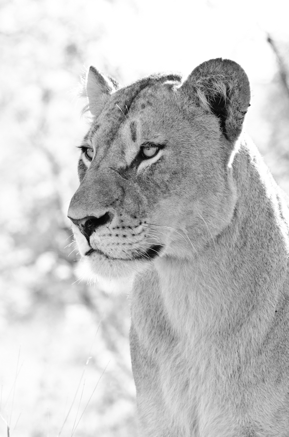 BW Lioness 3