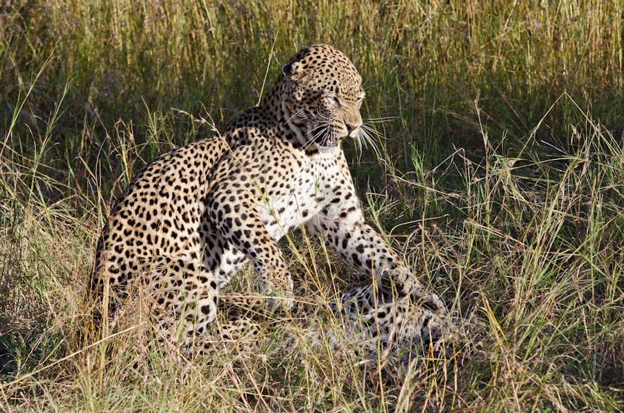 Leopards Mating At LBC 4 Leopards Mating At LBC 4