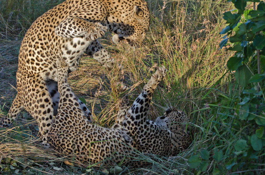 Leopards Mating At LBC 5 Leopards Mating At LBC 5
