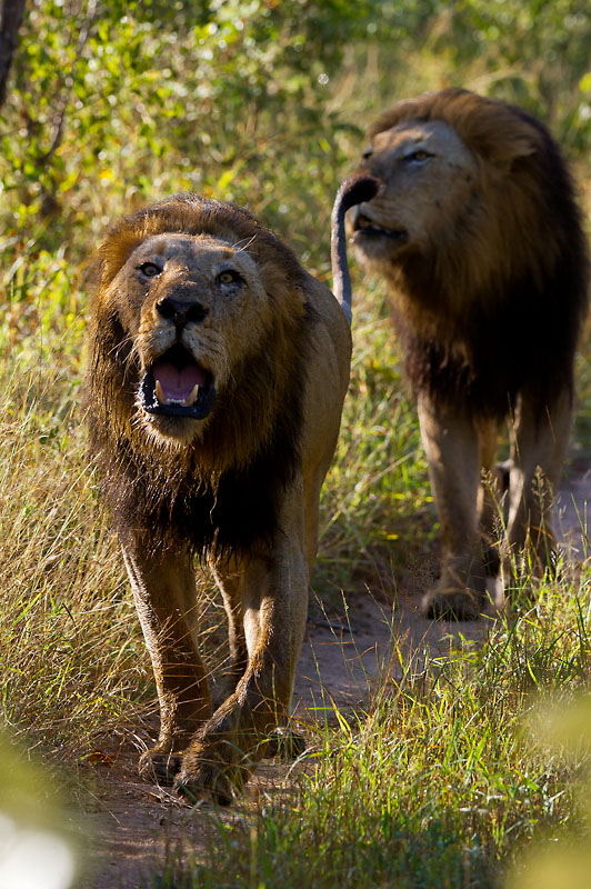 Lion Roar Darred Joubert Lion Roar Darred Joubert