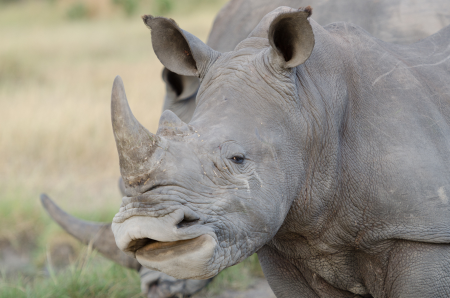Rhino Flehmen Rhino Flehmen