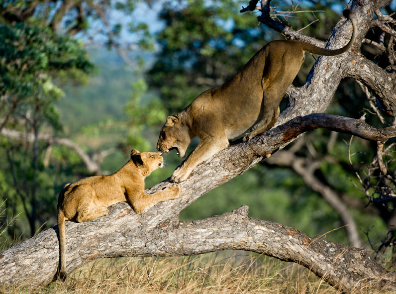 Rhino Tree Lions 2 Rhino Tree Lions 2