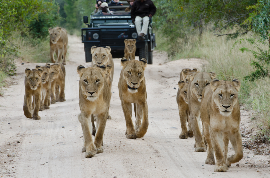 Southern Pride Southern Pride