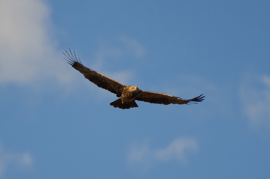 Tawny Eagle Tawny Eagle