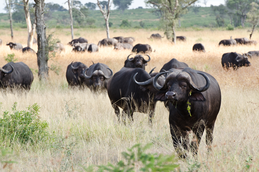 Buffalo Buffalo