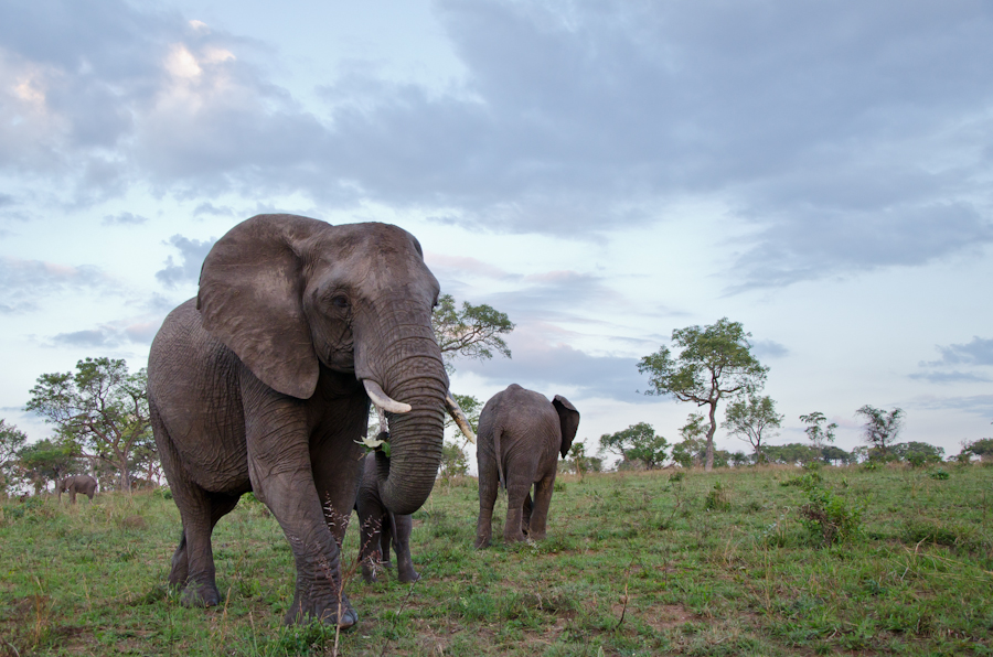 Elephants Elephants