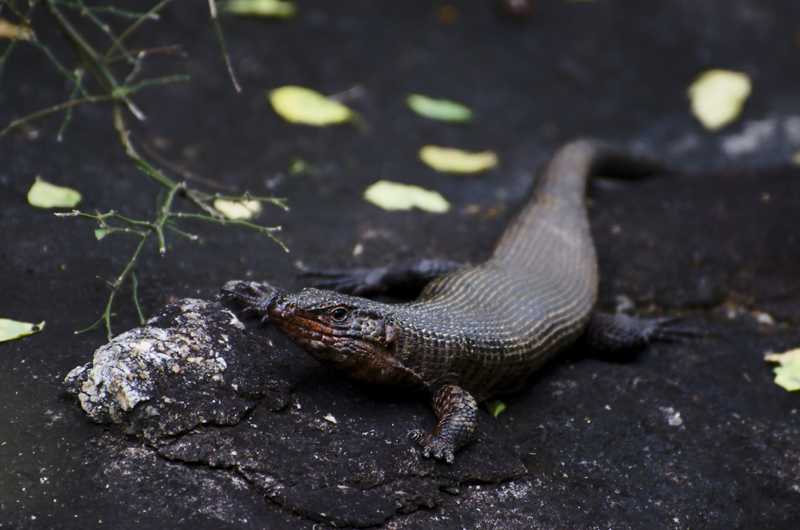 Giant Plated Lizard