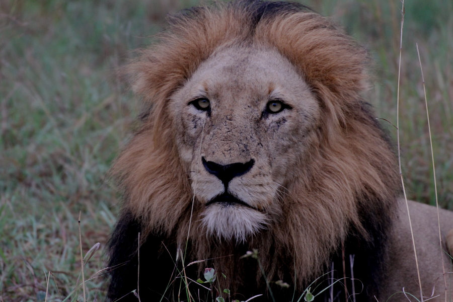 Kruger Male Lions 3