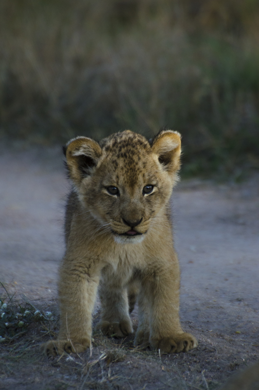 Learning Cub Calvin Learning Cub Calvin
