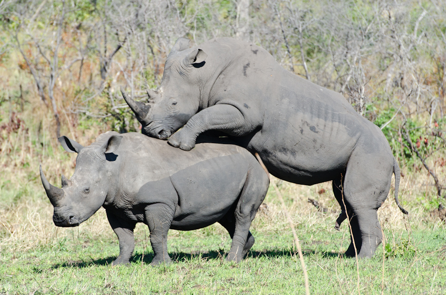 Rhinos Mating 4 Rhinos Mating 4