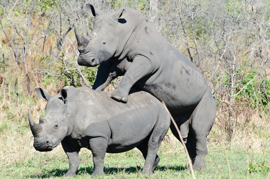 Rhinos Mating 5 Rhinos Mating 5
