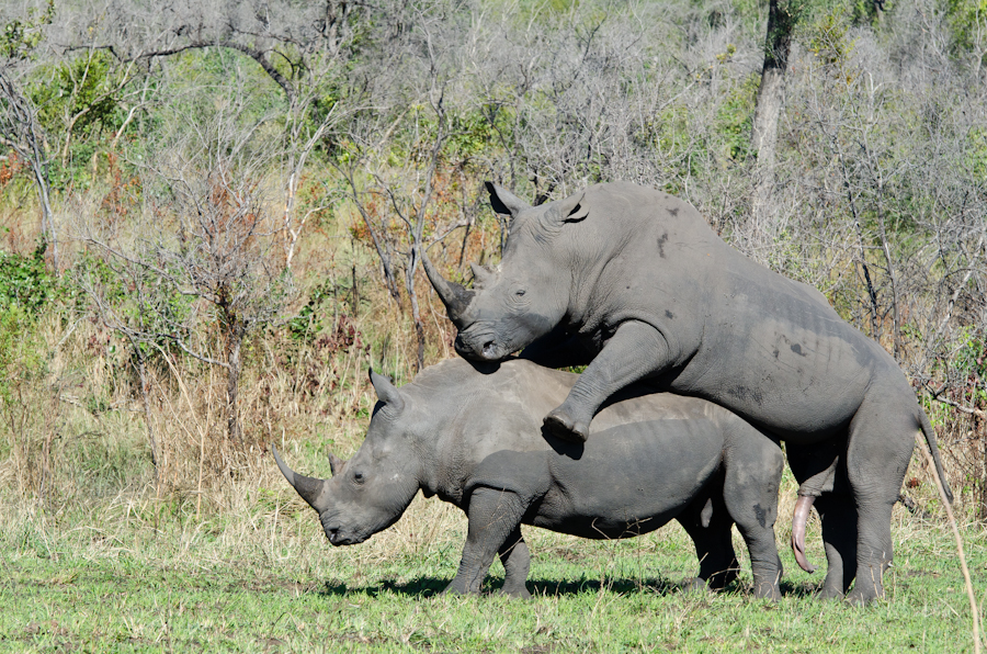 Rhinos Mating 6 Rhinos Mating 6