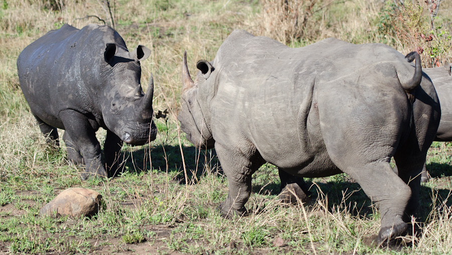Rhinos Mating Rhinos Mating