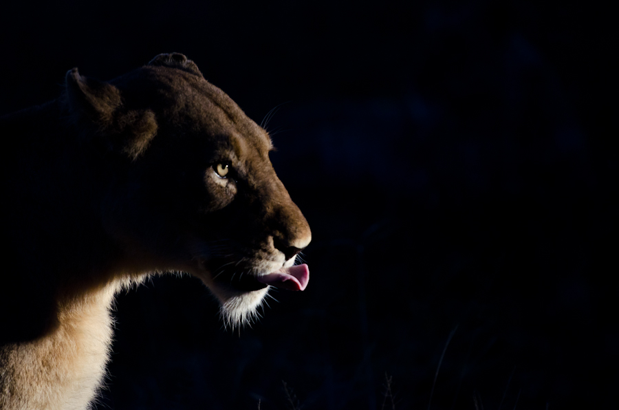 Southern Pride 4 Southern Pride 4