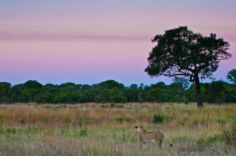 Southern Pride Southern Pride