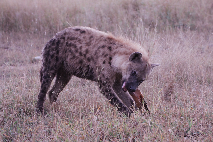 Hyena Hyena