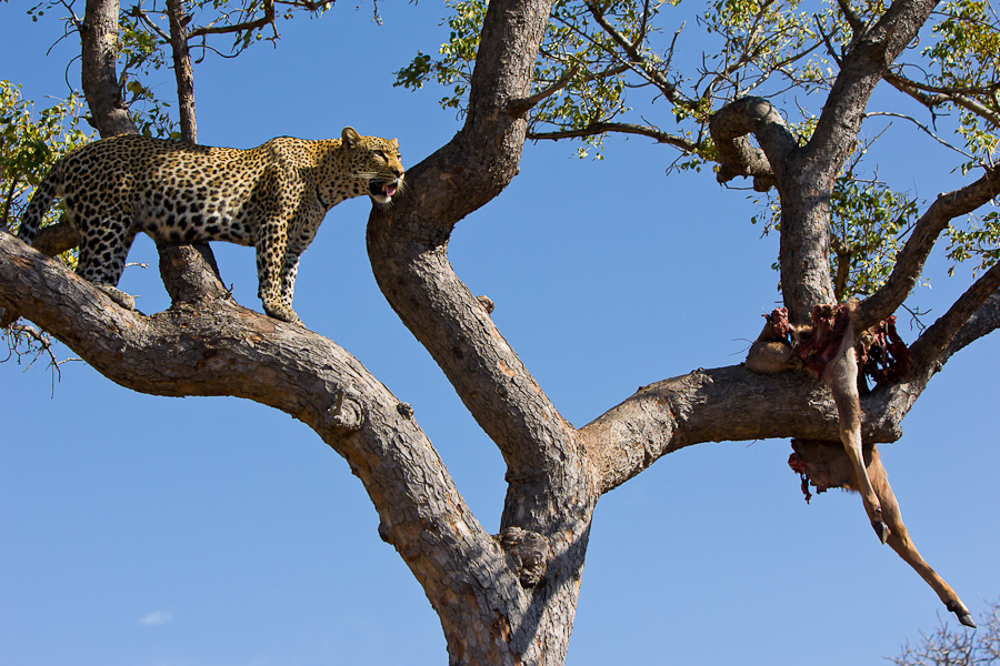 Arboreal Acrobat 15 Arboreal Acrobat 15