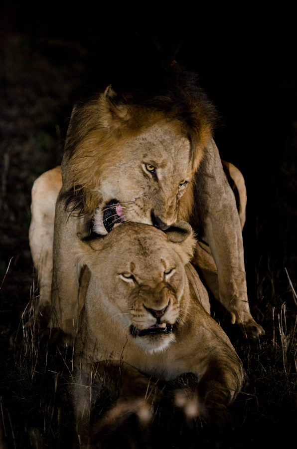 Southern Pride 11 Southern Pride 11
