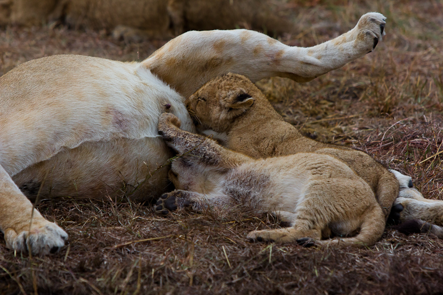 Suckling Cubs
