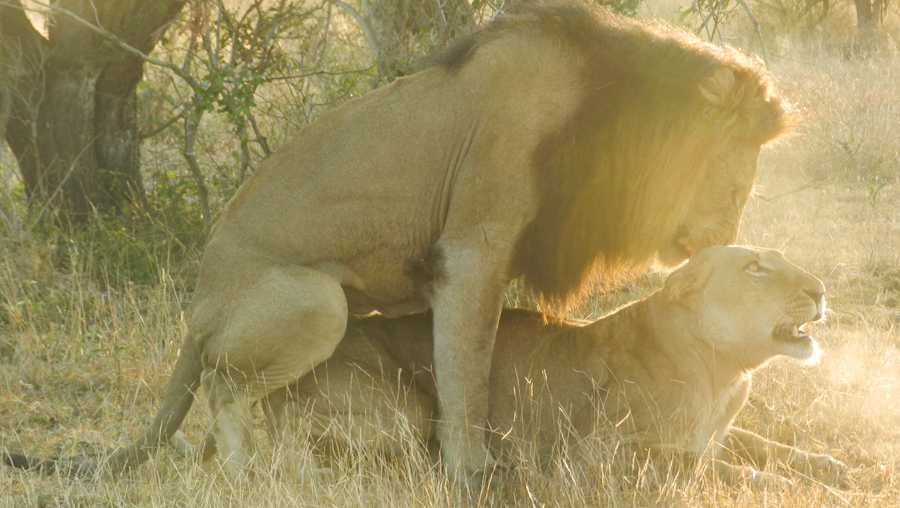 Lions Mating